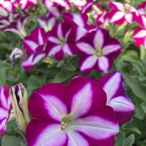 Petunia Surfinia SW Burgundy