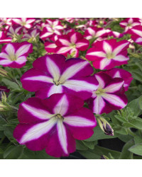 Petunia Surfinia SW Burgundy