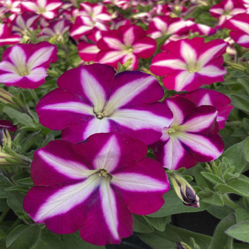 Petunia Surfinia SW Burgundy