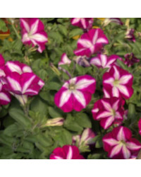 Petunia Surfinia SW Burgundy