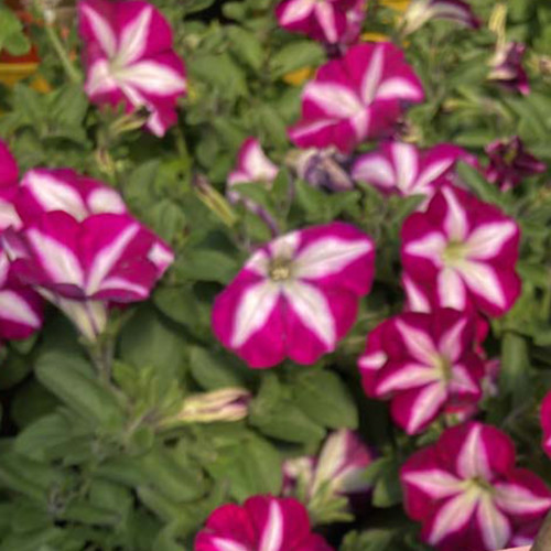 Petunia Surfinia SW Burgundy