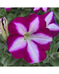 Petunia Surfinia SW Burgundy