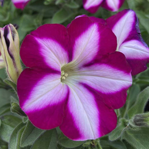 Petunia Surfinia SW Burgundy