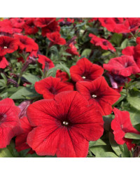 Petunia Surfinia Deep Red
