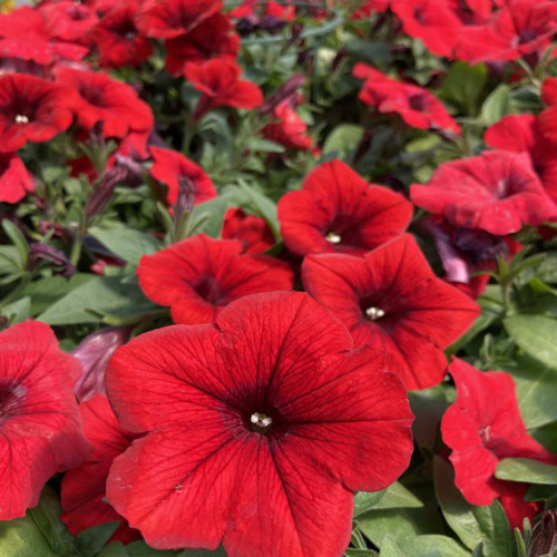 Petunia Surfinia Deep Red