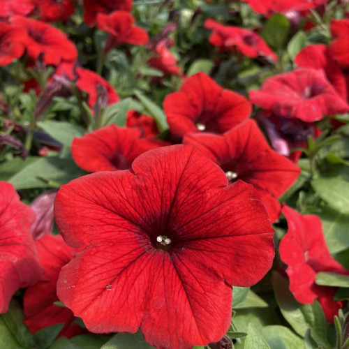 Petunia Surfinia Deep Red