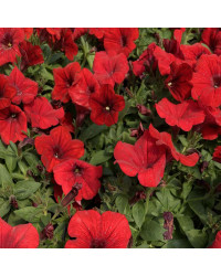 Petunia Surfinia Deep Red