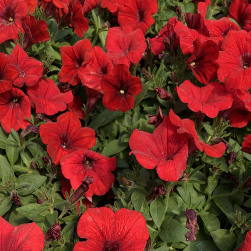 Petunia Surfinia Deep Red