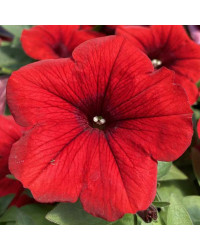 Petunia Surfinia Deep Red