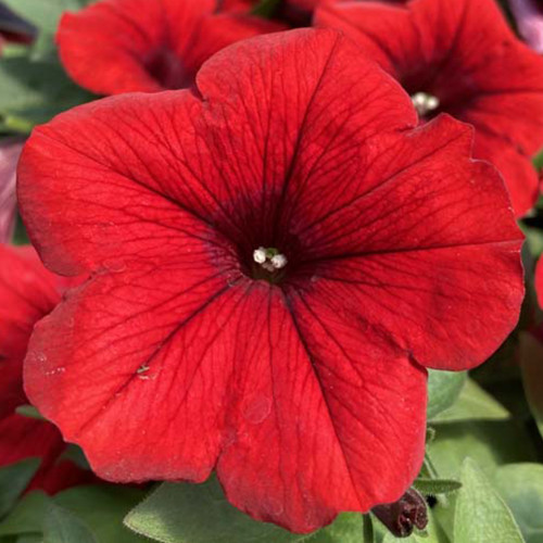 Petunia Surfinia Deep Red