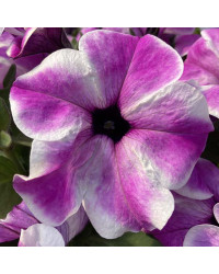 Petunia Surfinia Carpet Orchid Frost