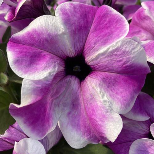 Petunia Surfinia Carpet Orchid Frost