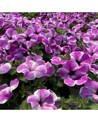 Petunia Surfinia Carpet Orchid Frost