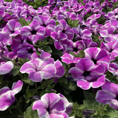 Petunia Surfinia Carpet Orchid Frost