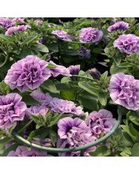 Petunia Sweetsunshine Pink Purple