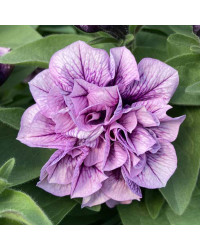 Petunia Sweetsunshine Pink Purple