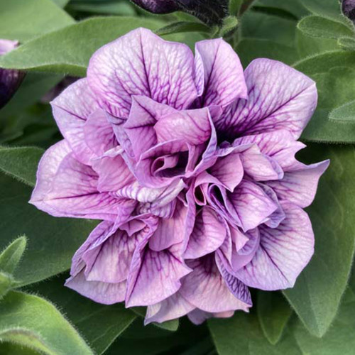 Petunia Sweetsunshine Pink Purple