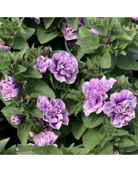 Petunia Sweetsunshine Pink Purple