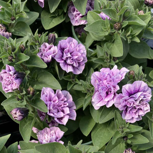 Petunia Sweetsunshine Pink Purple