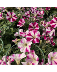 Petunia Surfinia Famous Swirl Raspberry