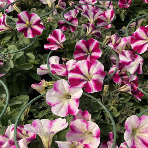 Petunia Surfinia Famous Swirl Raspberry