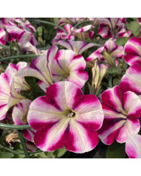 Petunia Surfinia Famous Swirl Raspberry