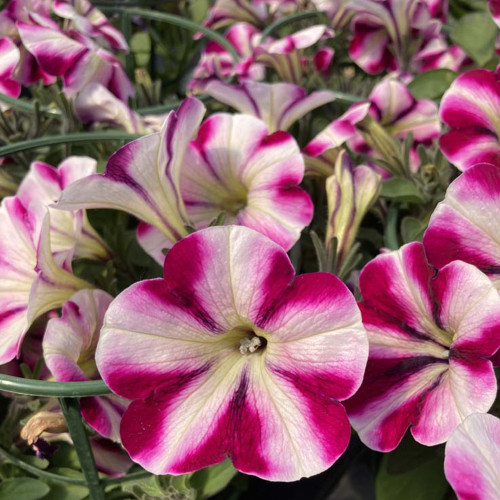 Petunia Surfinia Famous Swirl Raspberry