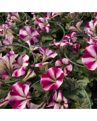 Petunia Surfinia Famous Swirl Raspberry