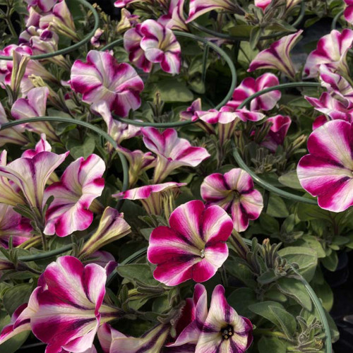 Petunia Surfinia Famous Swirl Raspberry