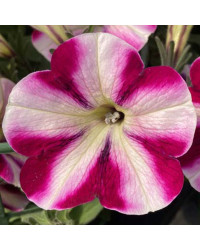 Petunia Surfinia Famous Swirl Raspberry