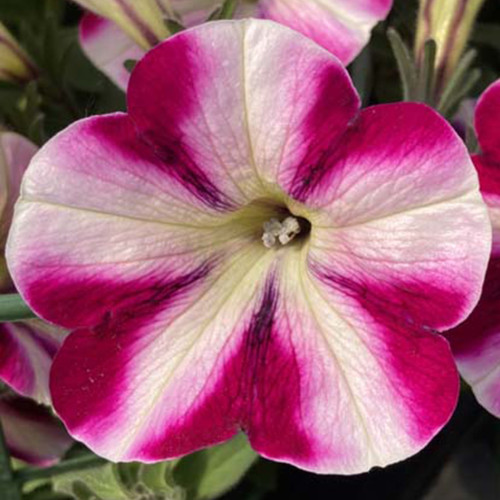 Petunia Surfinia Famous Swirl Raspberry