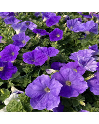 Petunia Surfinia Sky Blue