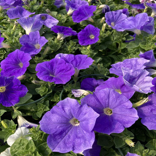 Petunia Surfinia Sky Blue