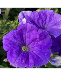 Petunia Surfinia Sky Blue
