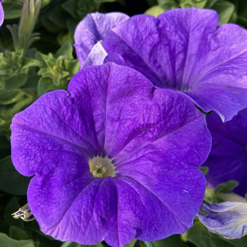 Petunia Surfinia Sky Blue