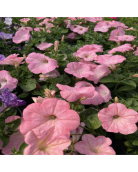 Petunia Surfinia Alpetunia Soft Pink