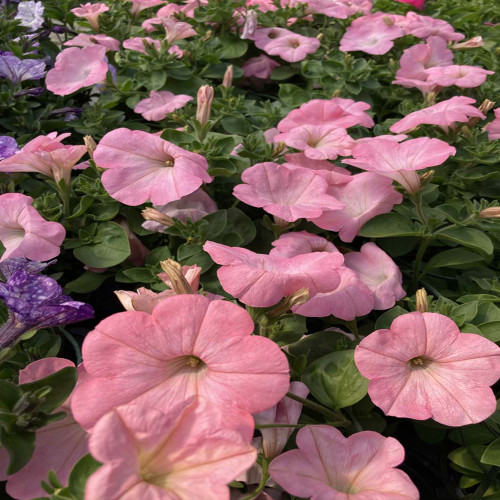 Petunia Surfinia Alpetunia Soft Pink