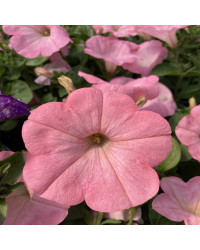 Petunia Surfinia Alpetunia Soft Pink