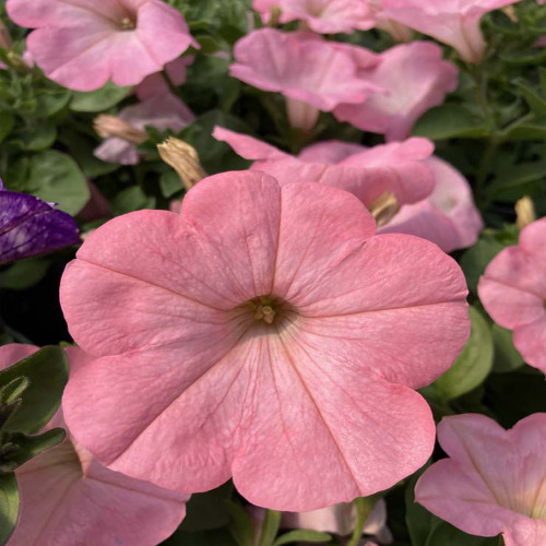 Petunia Surfinia Alpetunia Soft Pink