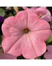 Petunia Surfinia Alpetunia Soft Pink