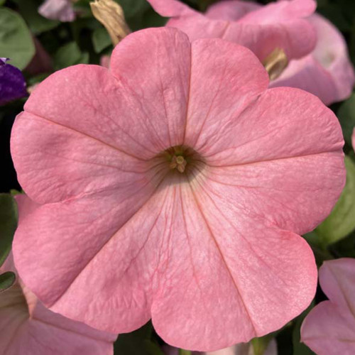 Petunia Surfinia Alpetunia Soft Pink