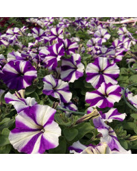 Petunia Surfinia Swirl Blueberry