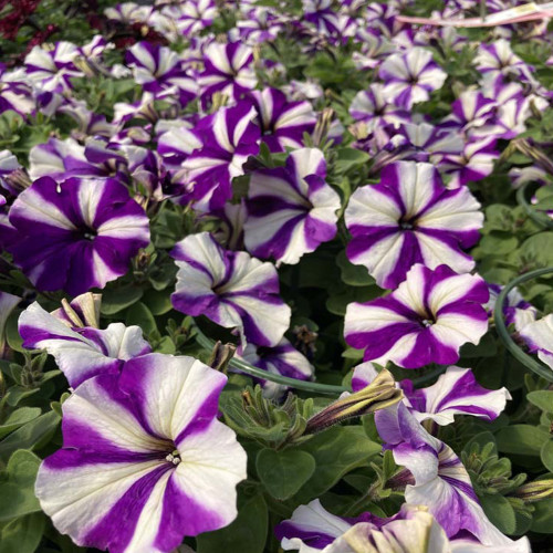 Petunia Surfinia Swirl Blueberry