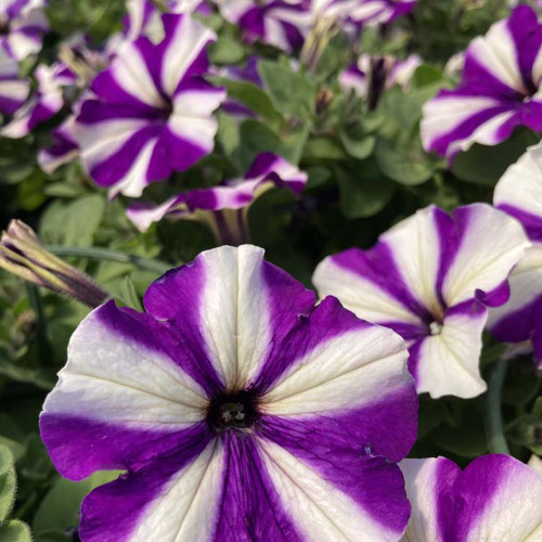 Petunia Surfinia Swirl Blueberry