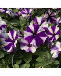 Petunia Surfinia Swirl Blueberry