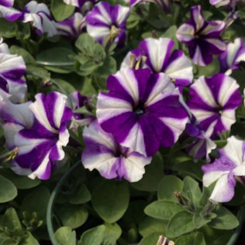 Petunia Surfinia Swirl Blueberry