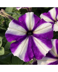 Petunia Surfinia Swirl Blueberry