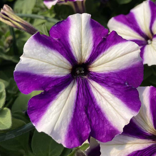 Petunia Surfinia Swirl Blueberry