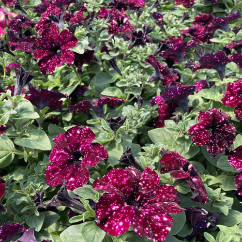 Petunia Surfinia Lightning Sky