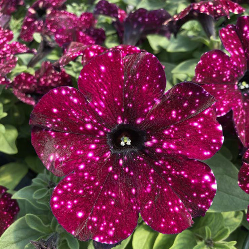 Petunia Surfinia Lightning Sky